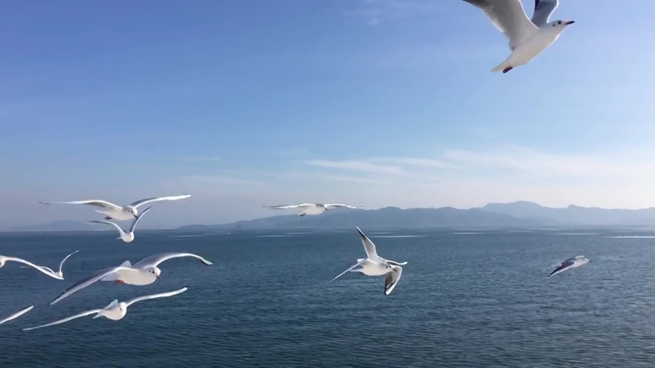 詳情圖-海鷗飛行的慢動作