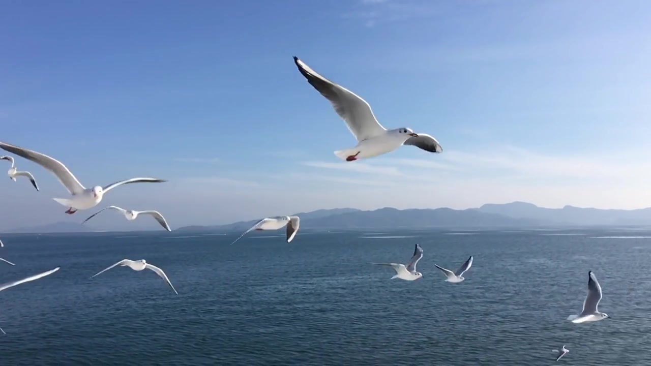 詳情圖-海鷗飛行的慢動作