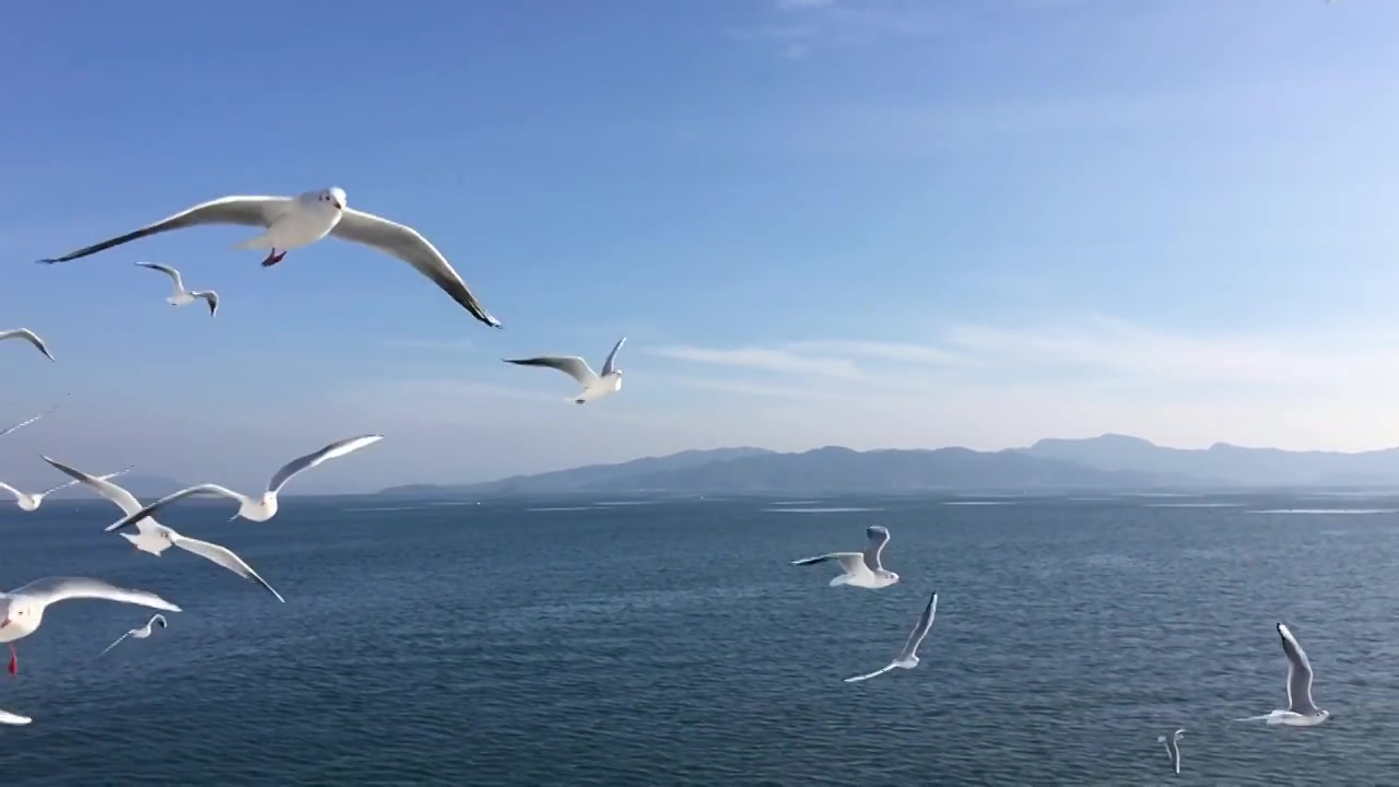 詳情圖-海鷗飛行的慢動作