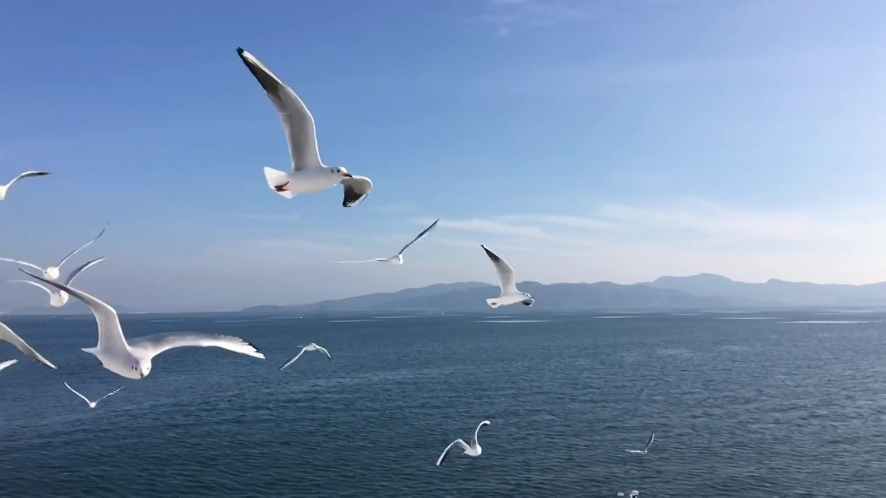詳情圖-海鷗飛行的慢動作