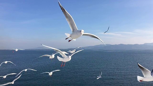 海鸥飞行的慢动作