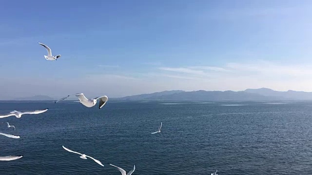 海鸥飞行的慢动作