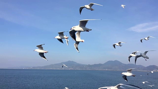海鸥飞行的慢动作