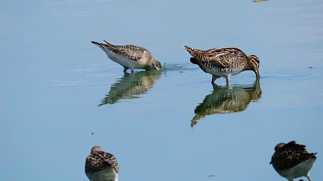 滨鹬、杓鹬和鹬鸟一起在浅水中觅食，它们不断把头伸进水里，在河泥中寻找虫子和无脊椎动物