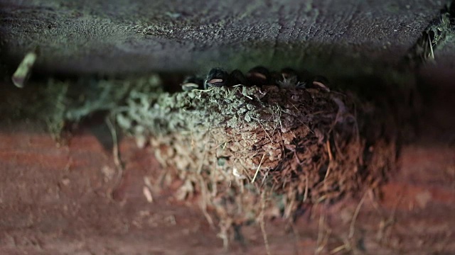 巢内黄喙雏鸟