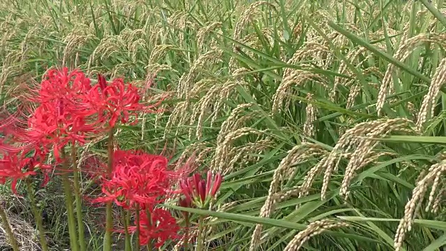 收获水稻和孤挺花