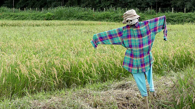 稻草人和大米