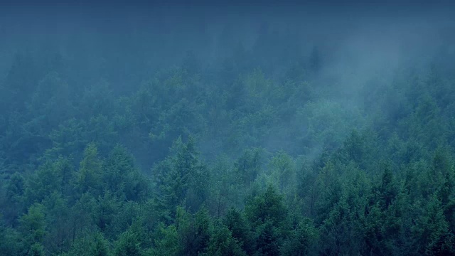 详情图-薄雾在傍晚的森林中翻滚