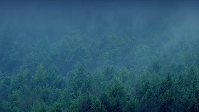 详情图-薄雾在傍晚的森林中翻滚