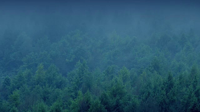 详情图-薄雾在傍晚的森林中翻滚