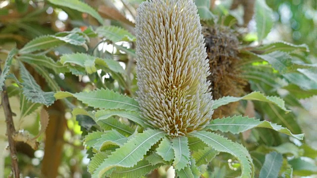 仔细看看这朵花的小花蕾