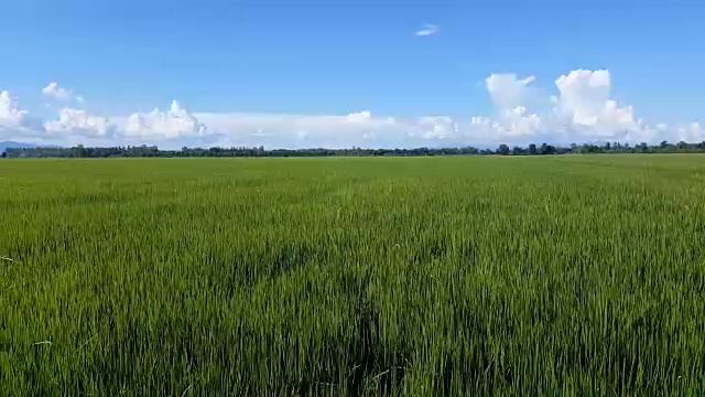 鹤观绿野和多云的天空