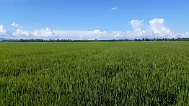詳情圖-鶴觀綠野和多云的天空