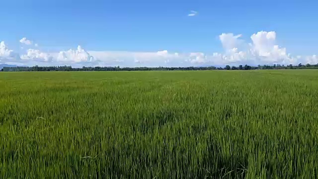 詳情圖-鶴觀綠野和多云的天空