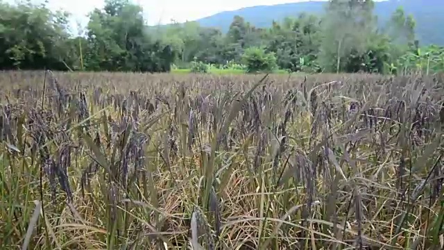 稻田和黑稻穗