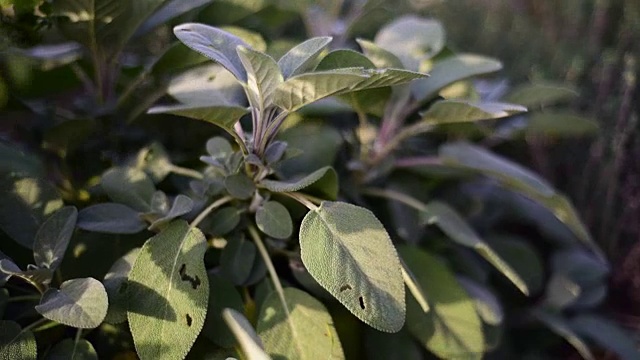 草药-丹参，鼠尾草