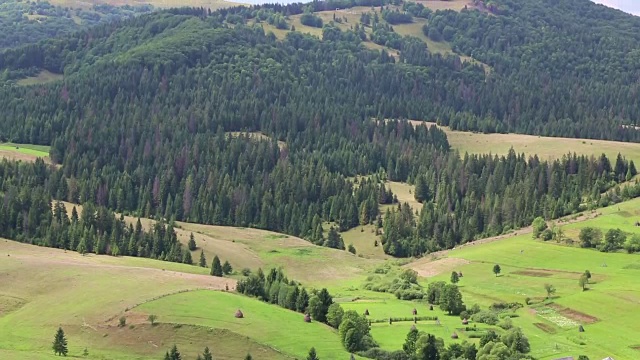 美丽的绿色山丘和针叶林喀尔巴阡山脉，乌克兰