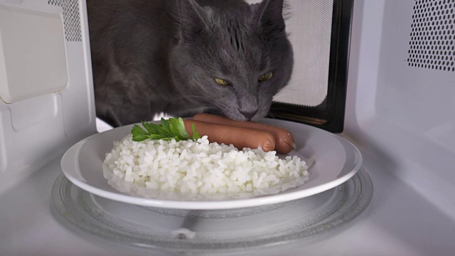 饥饿的猫嗅着放在微波炉里加热过的香肠和米饭