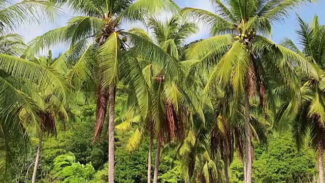 泰国昌岛的椰子树