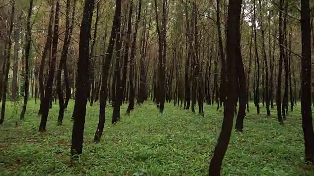 工业用针叶树种植园