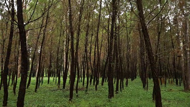 工业用针叶树种植园