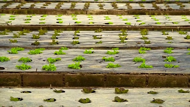 小农场沙拉蔬菜种植在晚上与房屋照明