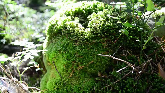 石头上的苔藓和蕨类植物