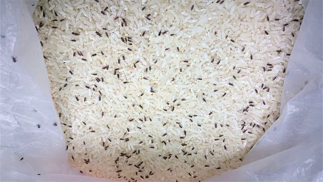 大米和大量活象鼻虫4K