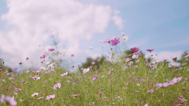 宇宙之花，在日本东京的秀田基宁公园