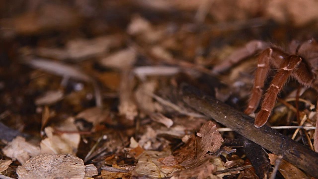 Pelinobius muticus狒狒王蜘蛛