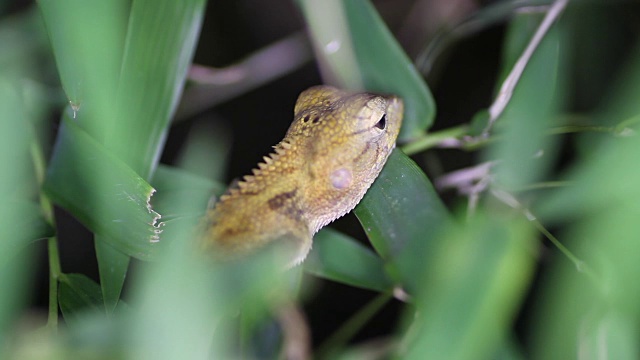 泰国东方花园蜥蜴Calotes versicolor