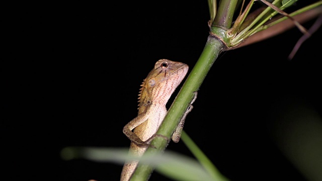 东方花园蜥蜴Calotes versicolor