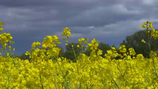 乌云掠过油菜地