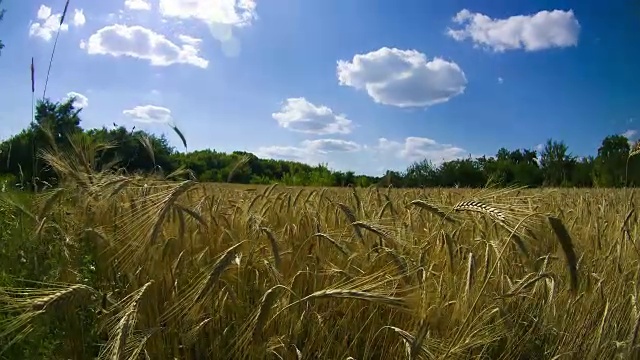 麦田和小穗。时间流逝