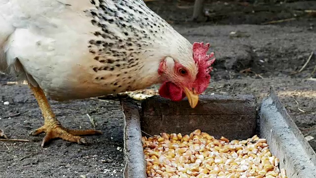 详情图-散养的母鸡正在啄食玉米和食物