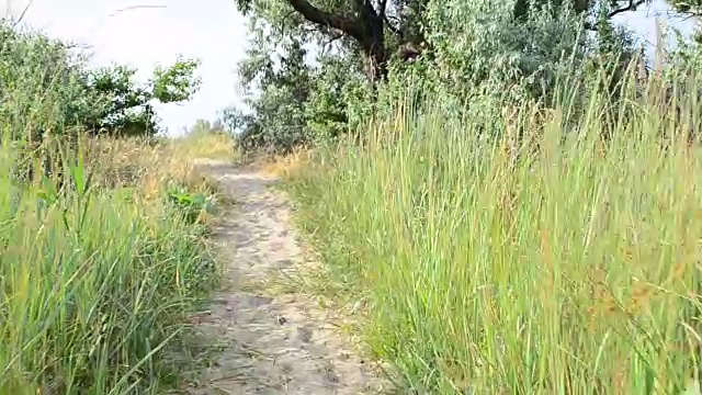 绿草