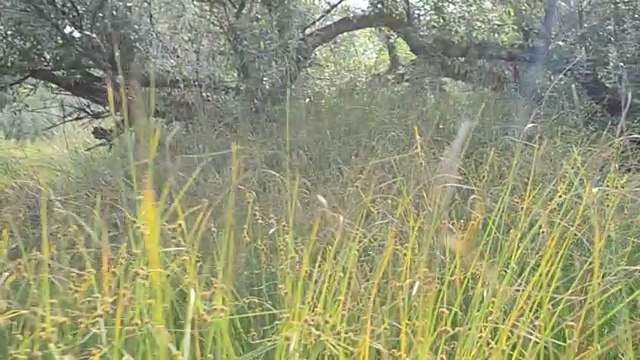 绿草