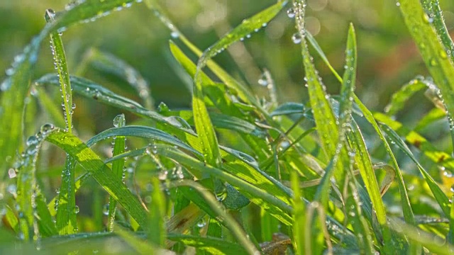 小草随岁月流逝，水珠冻成晨霜。HDR原始拍摄