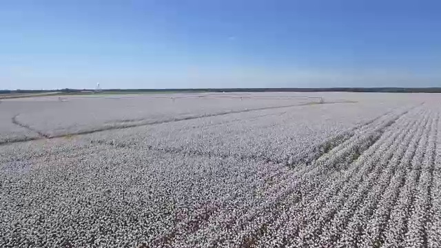 空中棉花田