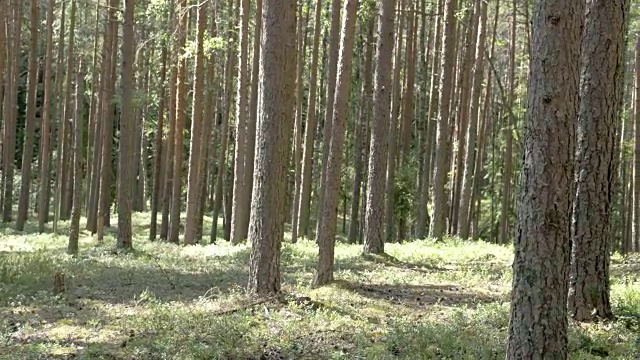 森林里松树的树干