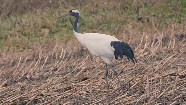 丹顶鹤，日本北海道钏路Shitsugen, 4K拍摄