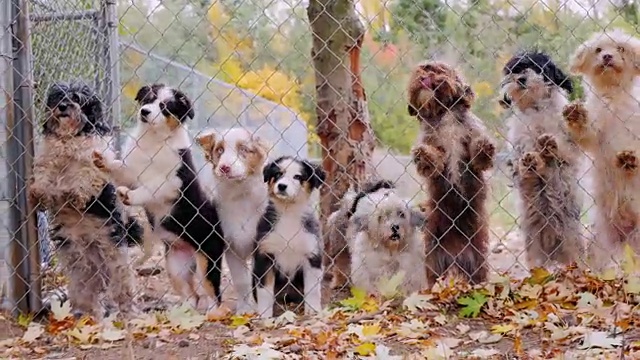 不同品种的狗，网格在犬舍或动物收容所