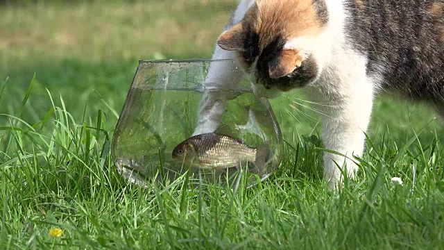 虎斑猫从水族箱里捉鱼。特写镜头。FullHD