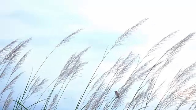 长草在傍晚的微风中摇摆