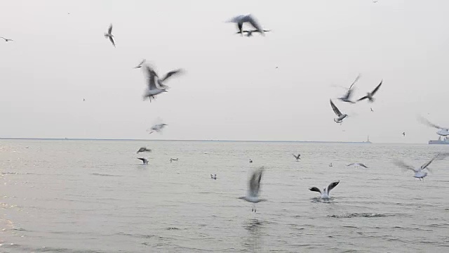 天空中有海鸥。