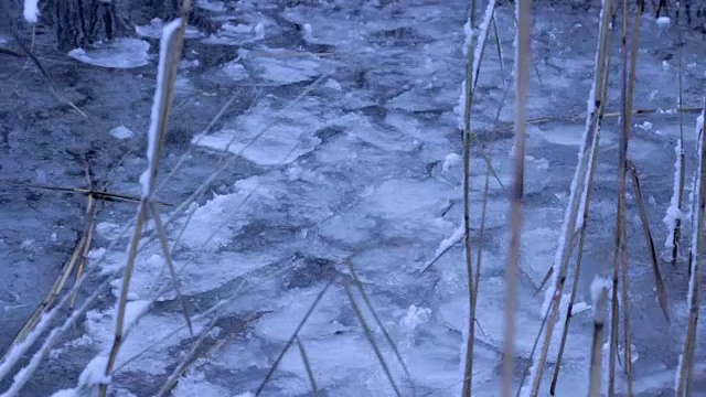 芦苇，甘蔗，冬季浮冰