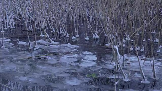 芦苇，甘蔗，冬季浮冰