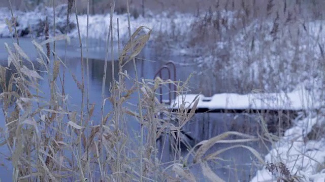 冬湖上的芦苇、藤条