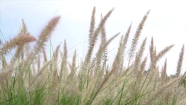 草地上的花