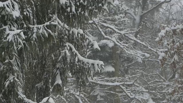 下雪杉树